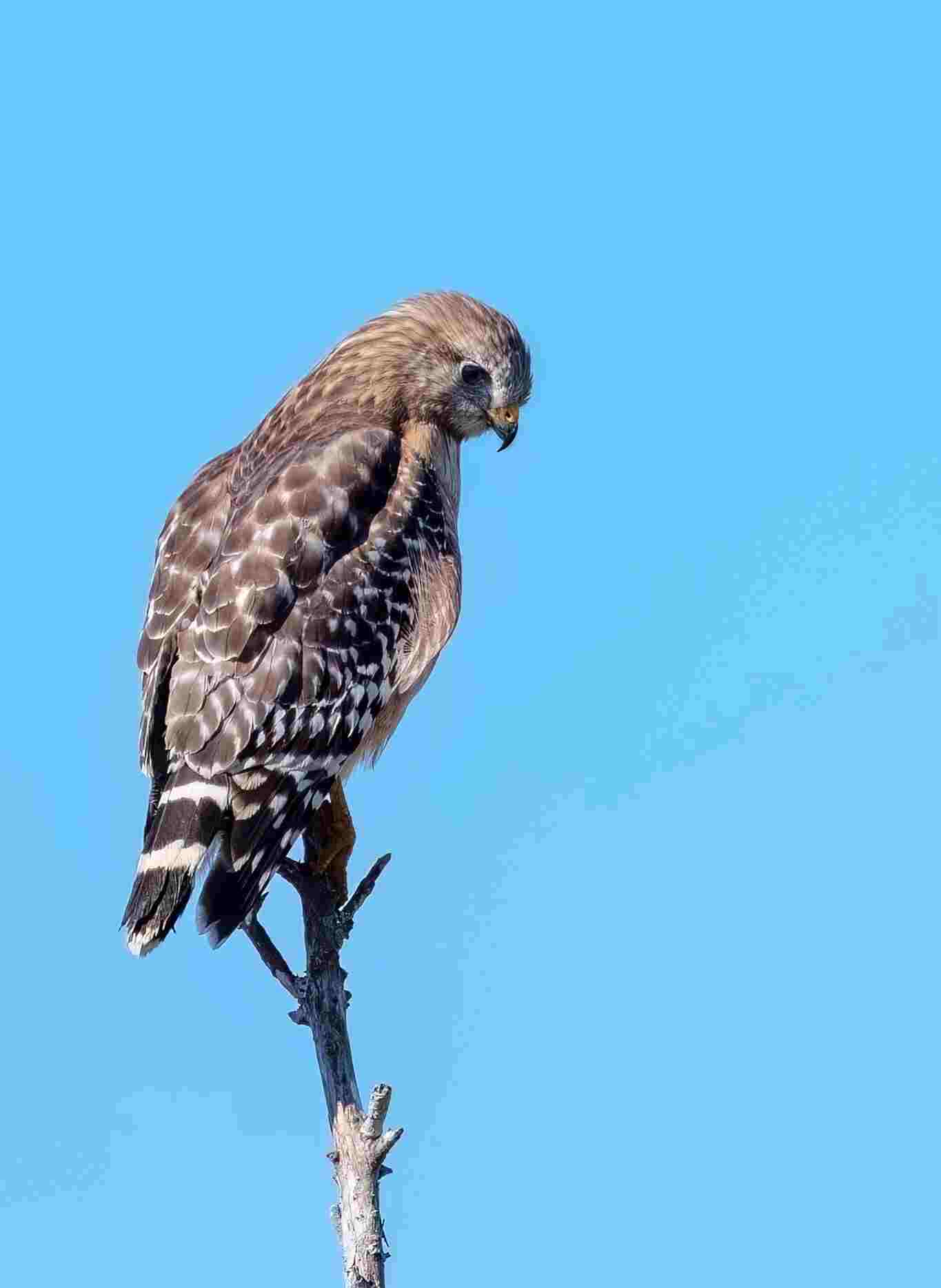 Hawk perching on a dry twig